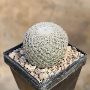 Mammillaria perbella