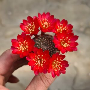 Rebutia minuscula