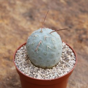 Tephrocactus geometricus