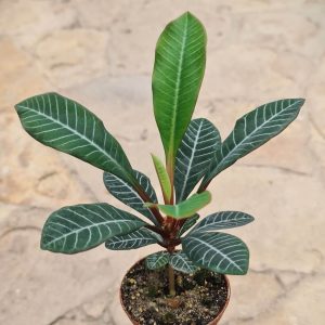 Euphorbia leuconeura 'Spuckpalme, Madagaskar-Juwel'