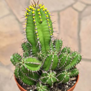 Euphorbia fructicosa