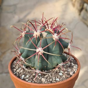 Ferocactus emoryi