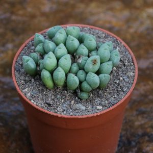 Conophytum auctum ssp.bilobum auctum