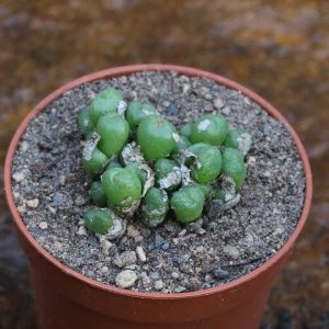 Conophytum longibracteatum