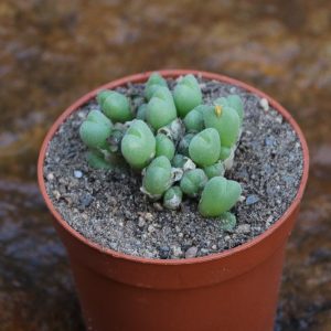 Conophytum pardivisum