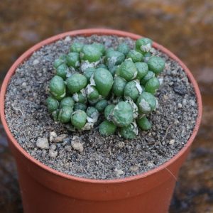 Conophytum saxetanum