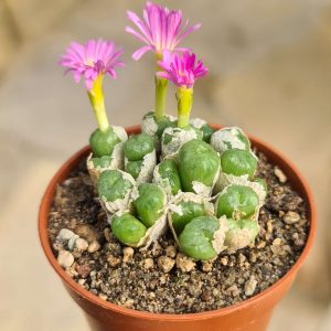 Conophytum ectypum