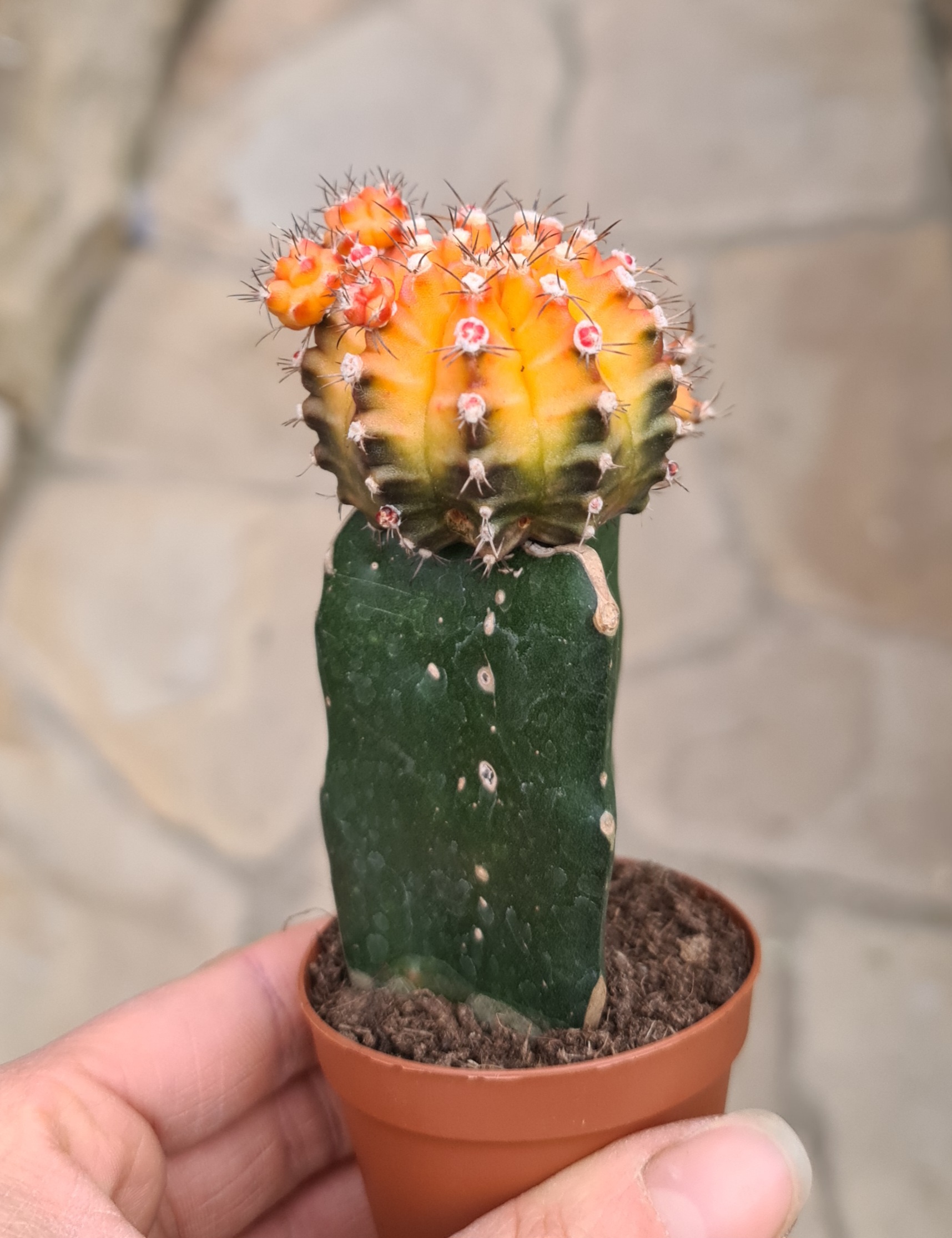 Gymnocalycium mihanovichii cv. tricolor