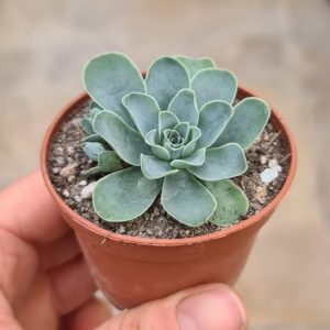 Greenovia dodrantalis