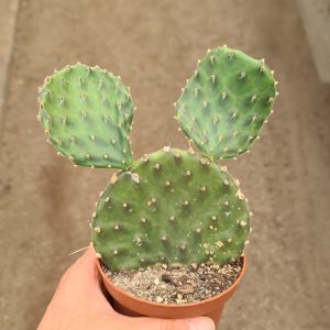 Opuntia decumbens (niederliegende Opuntia)