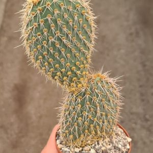 Opuntia pycnantha gelbstachelig
