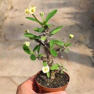 Euphorbia milii var. tananarive