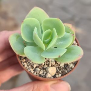 Echeveria c.v. Peach Pride