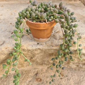 Senecio citriformis