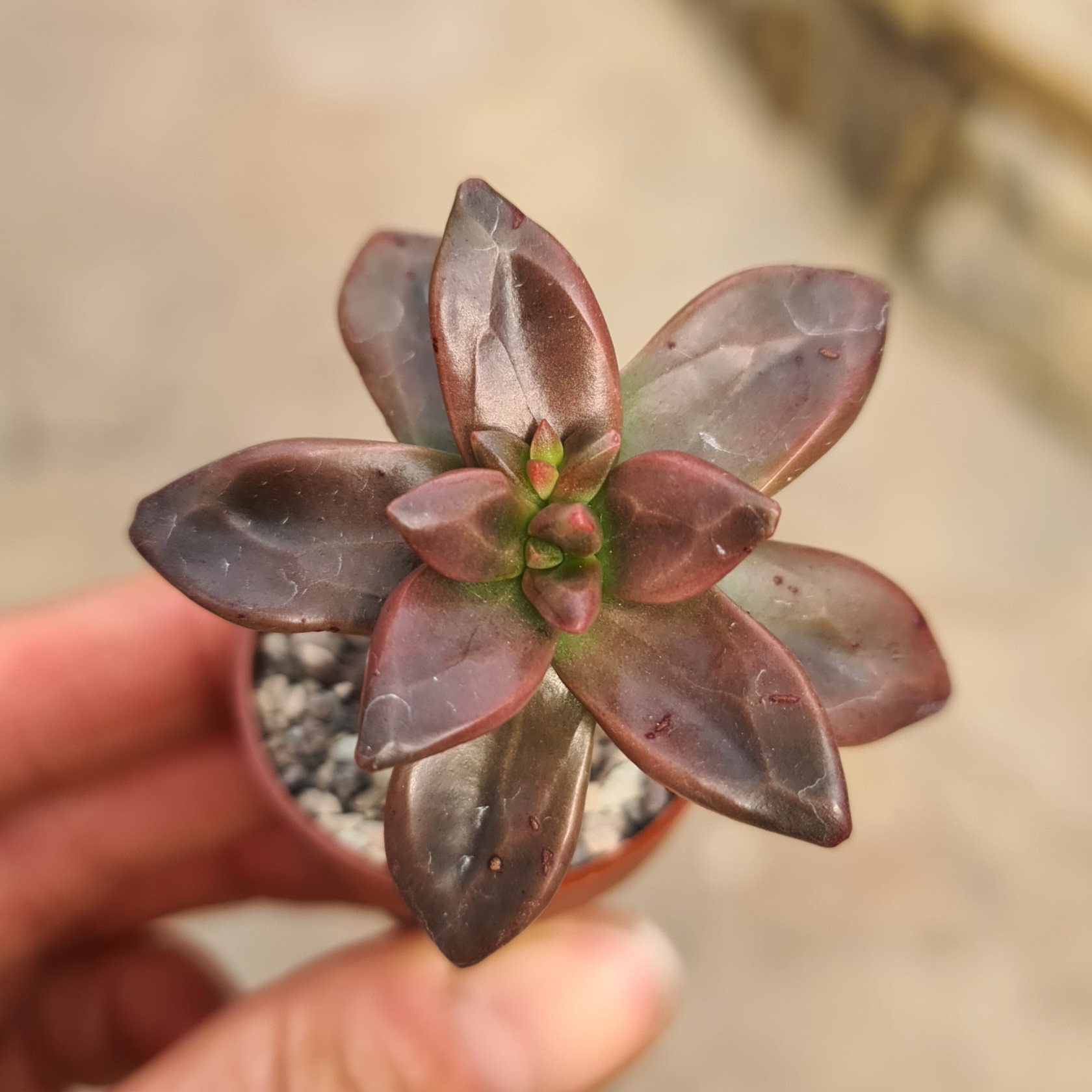 Echeveria compressicaulis