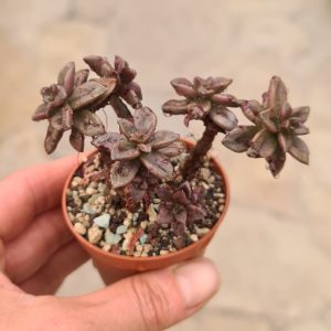 Echeveria compressicaulis
