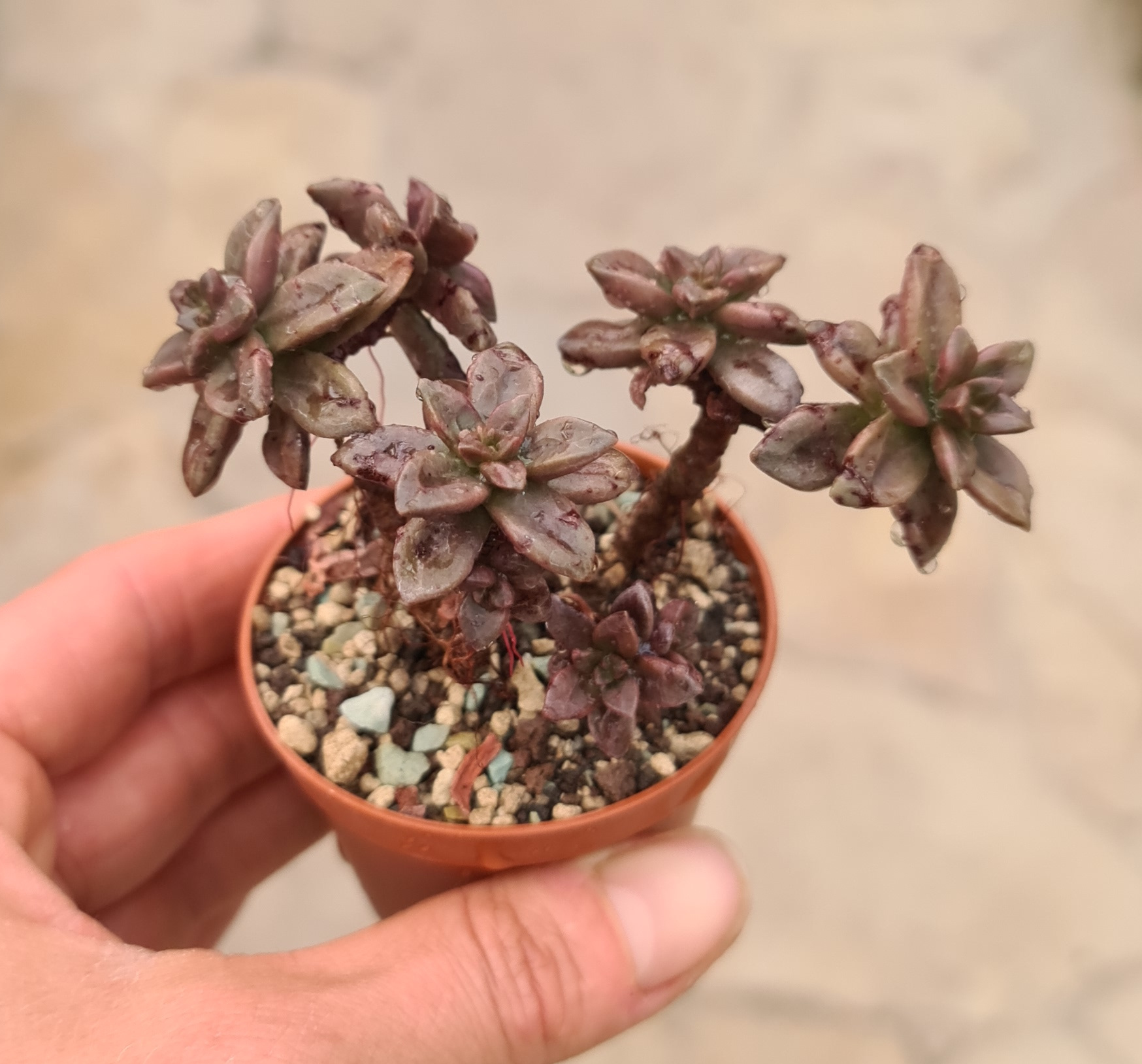 Echeveria compressicaulis