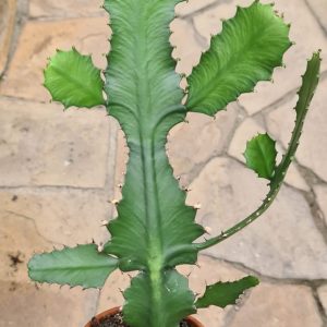Euphorbia dawei