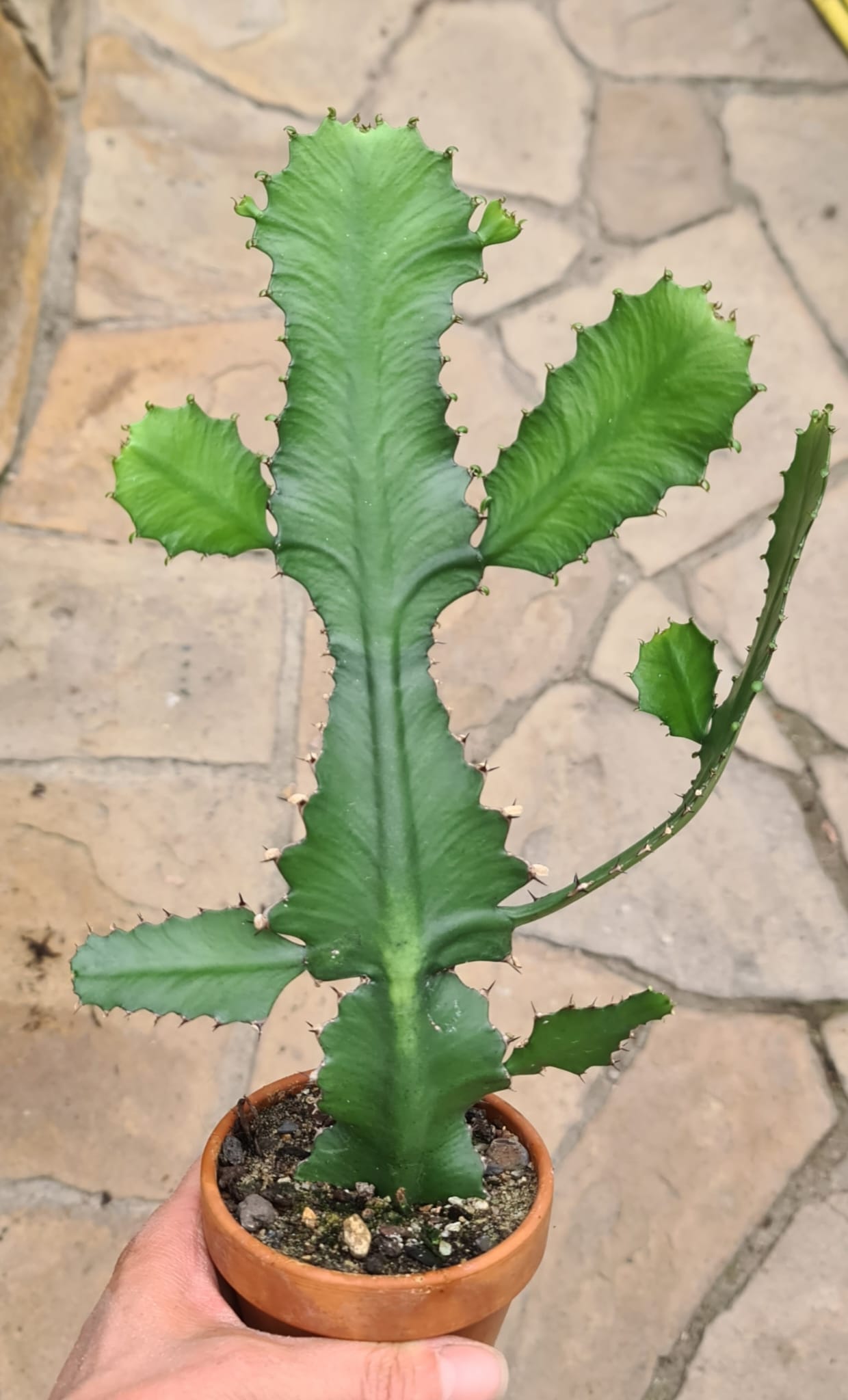 Euphorbia dawei