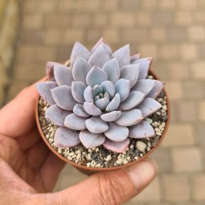 Echeveria "Lulu"
