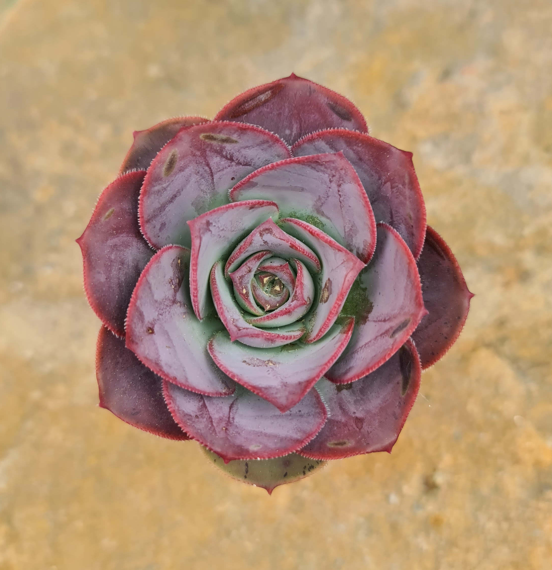 Aeonium david bramwellii