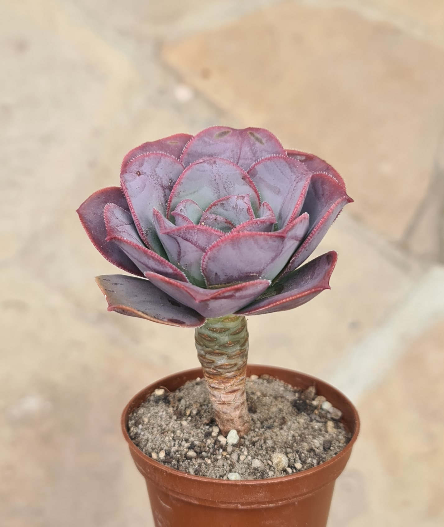 Aeonium david bramwellii