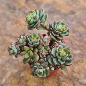 Echeveria cv. victor (derenbergii x multicaulis)