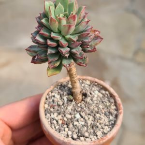 Echeveria cv. Glory