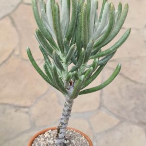 Senecio pyramidatus