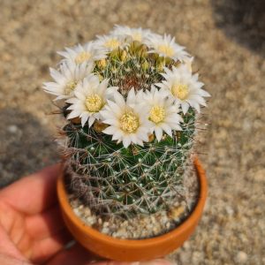Mammillaria zeilmanniana weiß