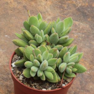 Crassula ausensis ssp. giessii