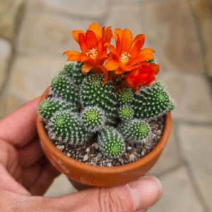 Rebutia fabrisii