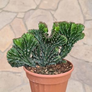 Euphorbia triangularis cristata