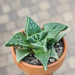 Faucaria tuberculosa normandale