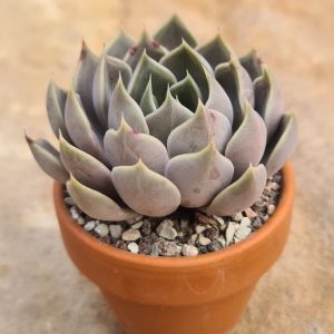Echeveria spec.