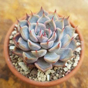 Echeveria cuspidata purple violett
