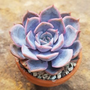 Echeveria cv. Big Purple