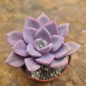 Graptoveria c.v. Debbie