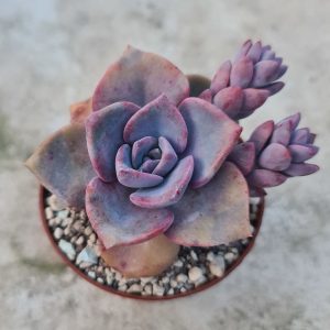 Echeveria c.v. Royal Flush