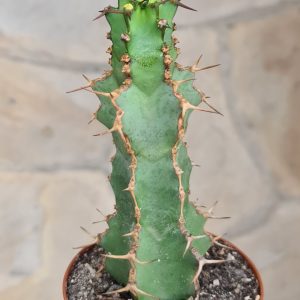 Euphorbia coerulescens