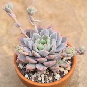 Echeveria prolifica