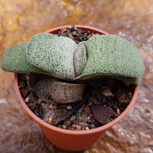 Gasteria baylissiana