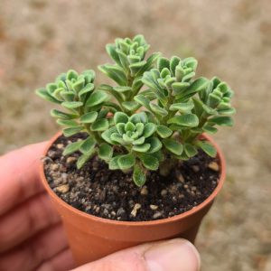 Aeonium tortuosum