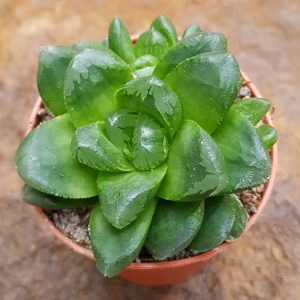 Haworthia midorigame