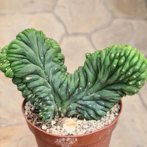 Trichocereus pachanoi hybr. cristata