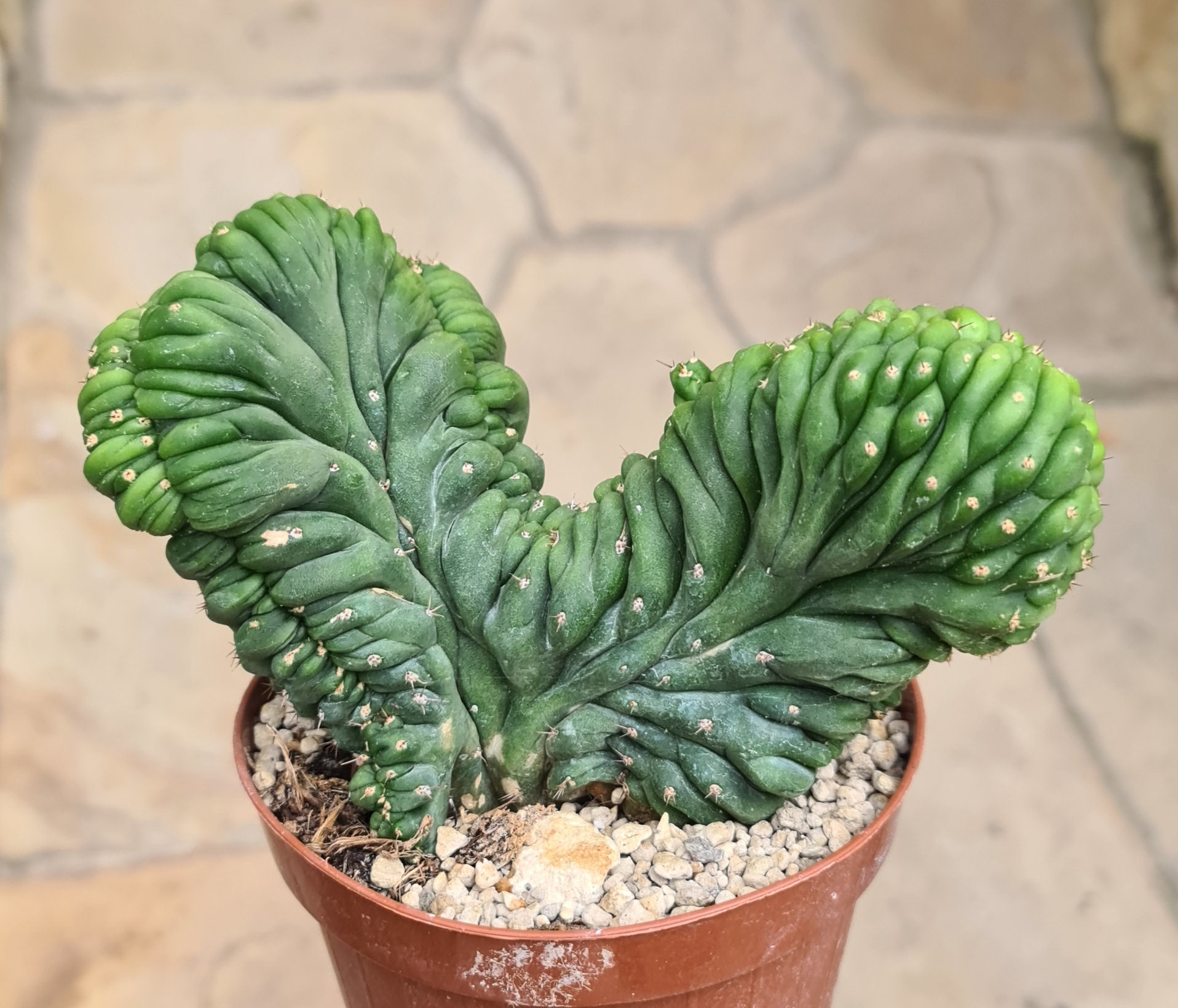 Trichocereus pachanoi hybr. cristata