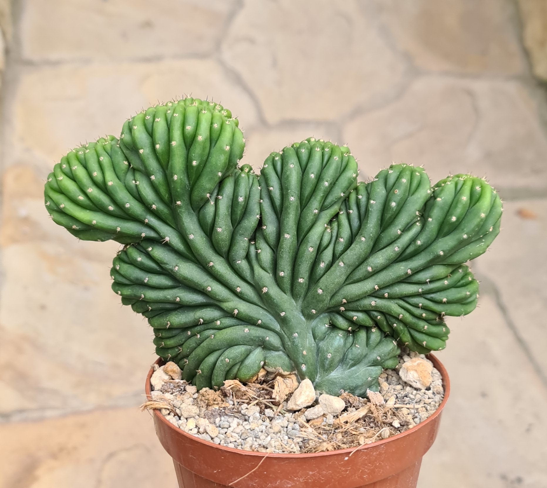 Trichocereus pachanoi hybr. cristata