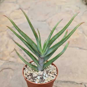 Aloe lineata