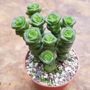 Crassula spec.