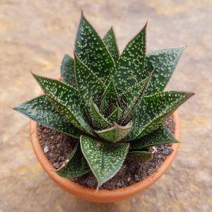 Gastroaloe c.v. Flow Hybr.